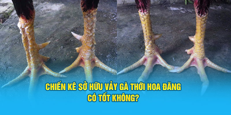 Chiến kê sở hữu vảy gà thới hoa đăng có tốt không?&nbsp;