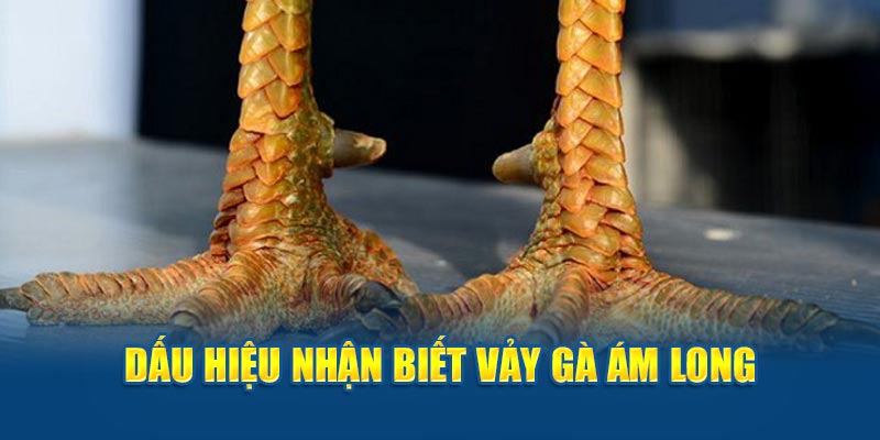 Dấu hiệu của vảy gà ám long&nbsp;