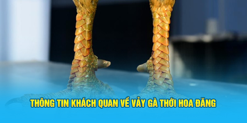 Thông tin khách quan về vảy gà thới hoa đăng&nbsp;