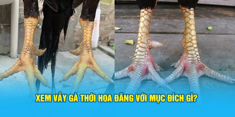 Xem vảy gà thới hoa đăng với mục đích gì?&nbsp;